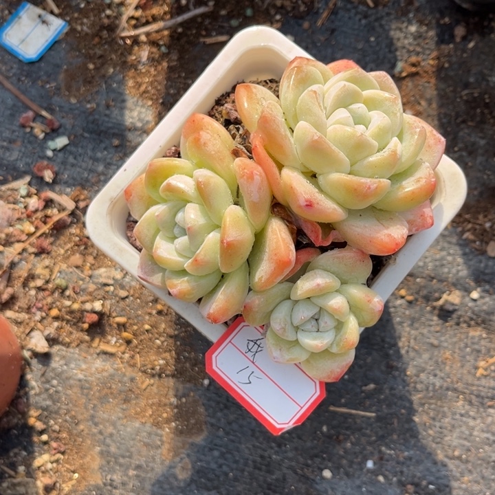 我****冰玉多肉十方盆3头---