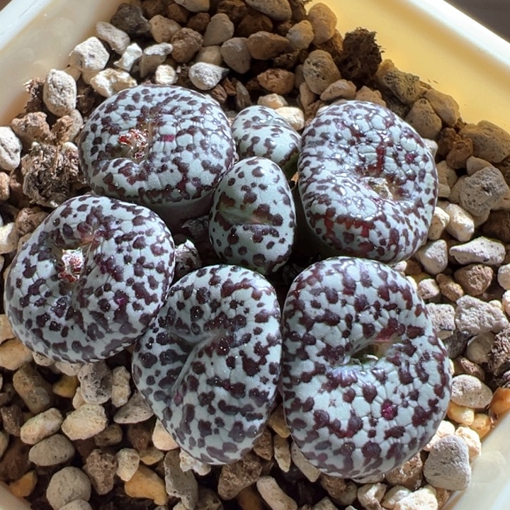 84。 青蛙种源优选ts603