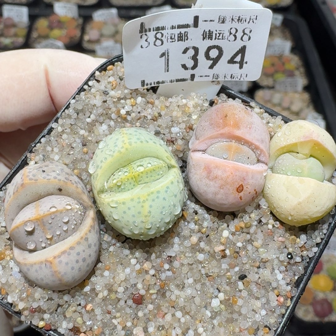 Z小黄车里去捡漏1394