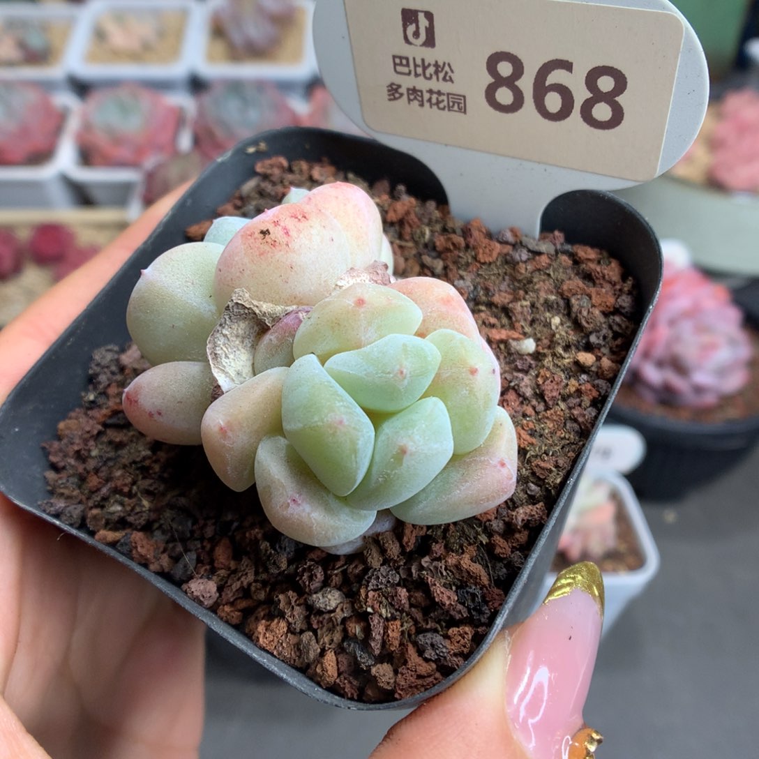 868双头冰玉一头石化多肉植物