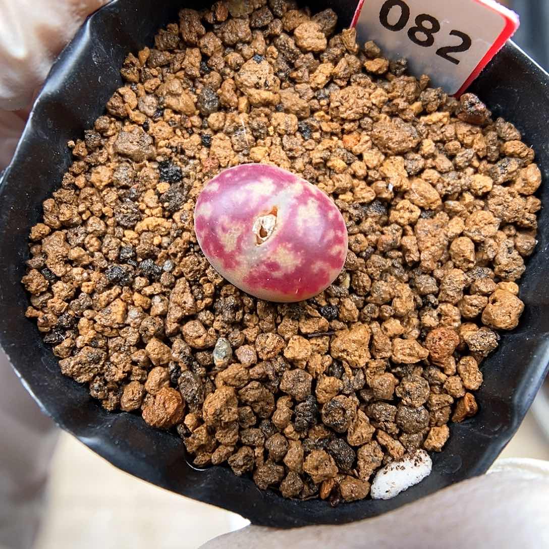 多肉植物A-082（1.1）墨杂