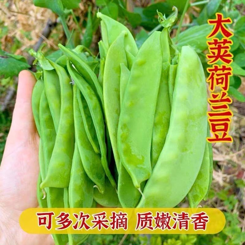 【全店满5包包邮】白花大荚荷兰豆种子豌豆尖种籽荷兰豆种籽蔬菜