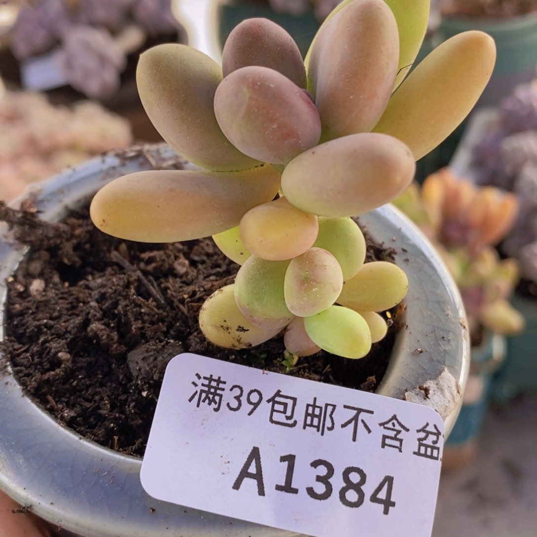 芒果奶1384多肉植物