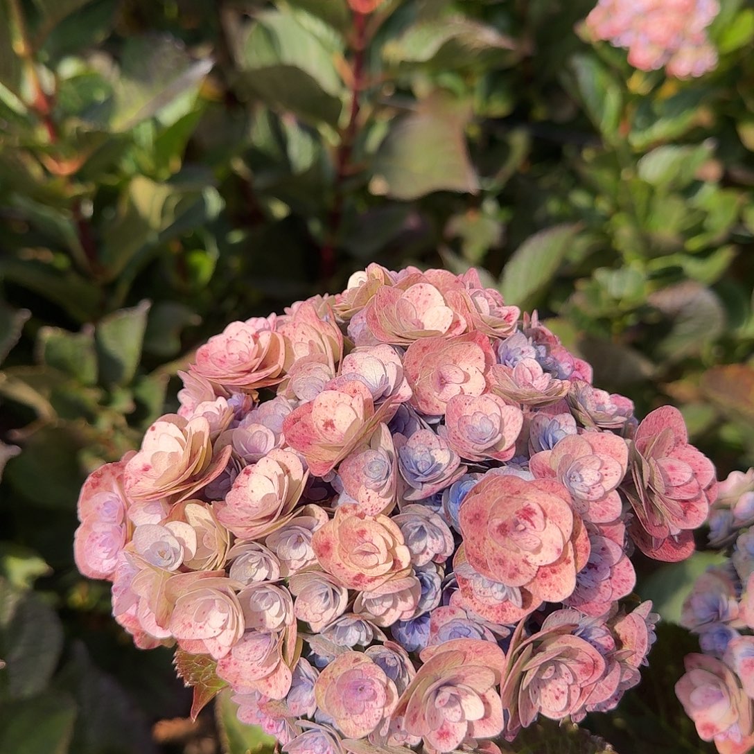 大部分花苞少量开放13