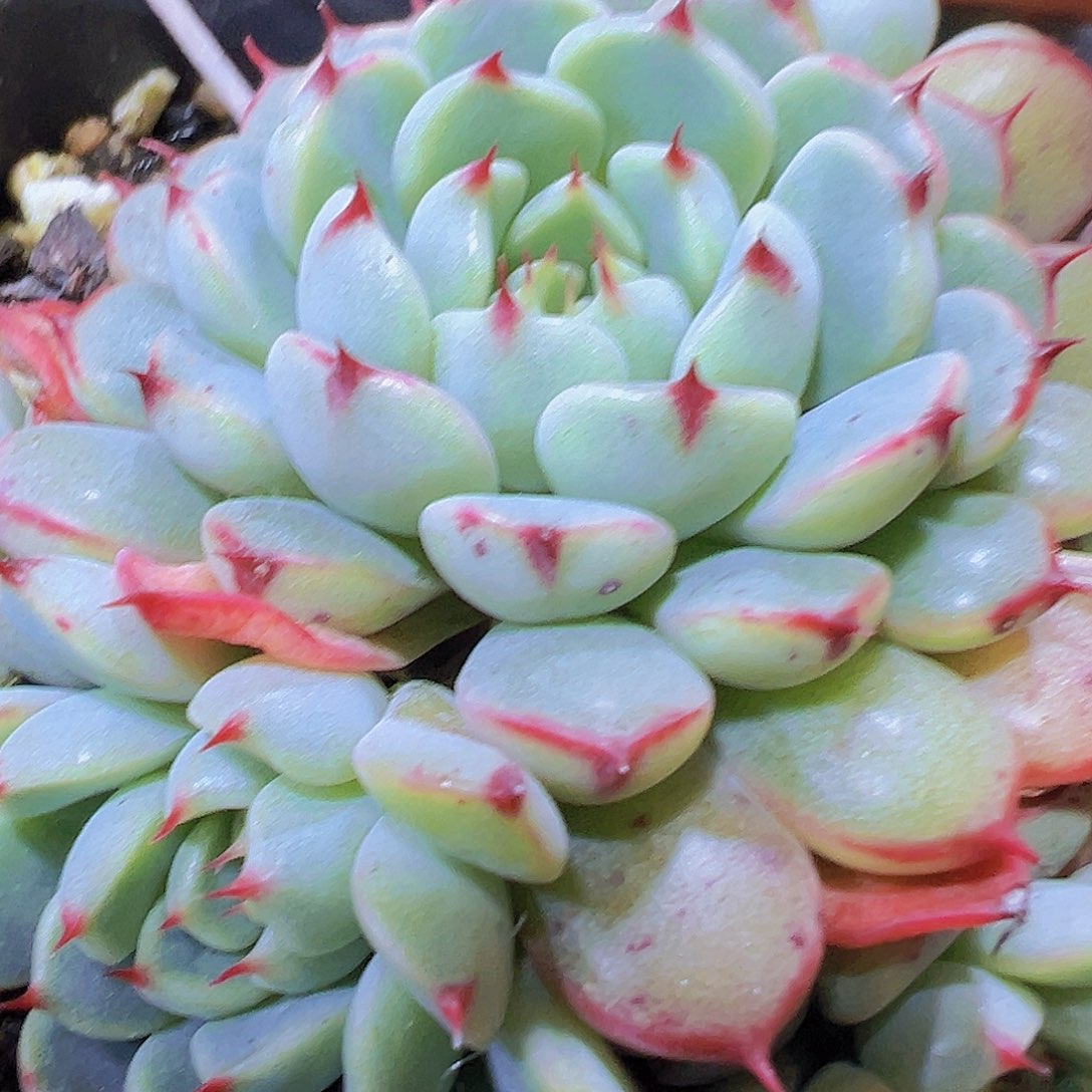 老红衣19包邮多肉植物