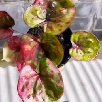 111-0308变异魔彩叶芋泰国发货