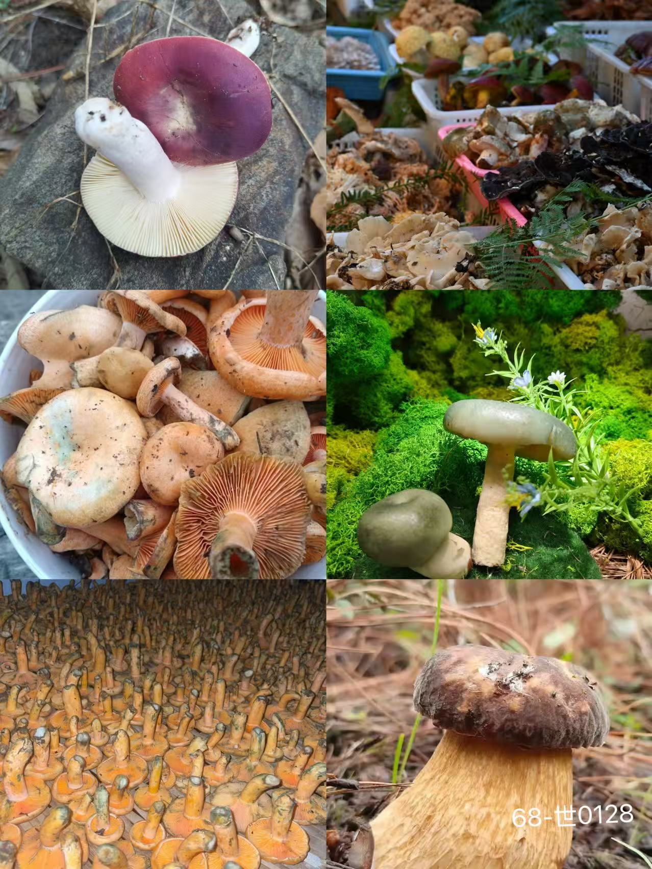 《68》龙腾专属土特产可搭配羊肚菌1.5cm-世0128-33g
