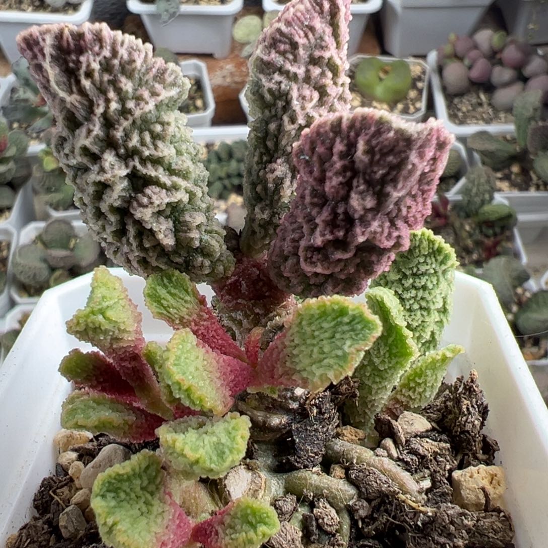 幽月老桩多肉植物水泡多肉植物