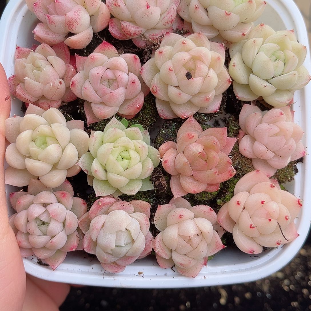 1-754 新疆西藏内蒙不发12.8包邮2-3公分多肉
