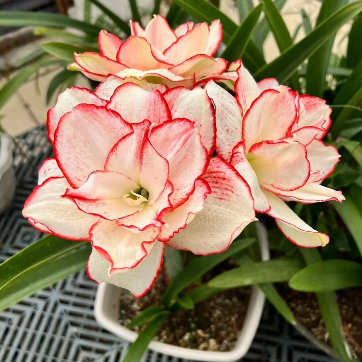 （小花匠花坊）花瓣衬裙～重瓣，澳朱品种基地自然种球