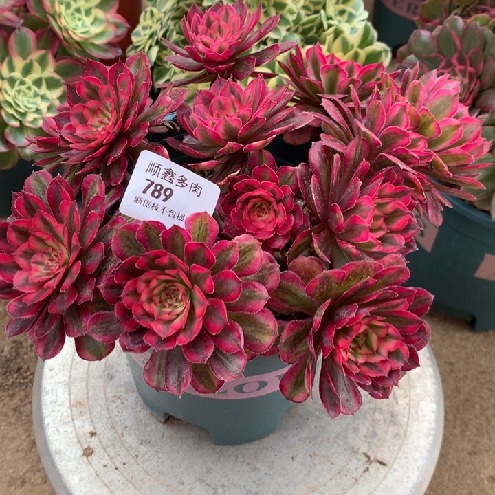 789白月光多肉植物