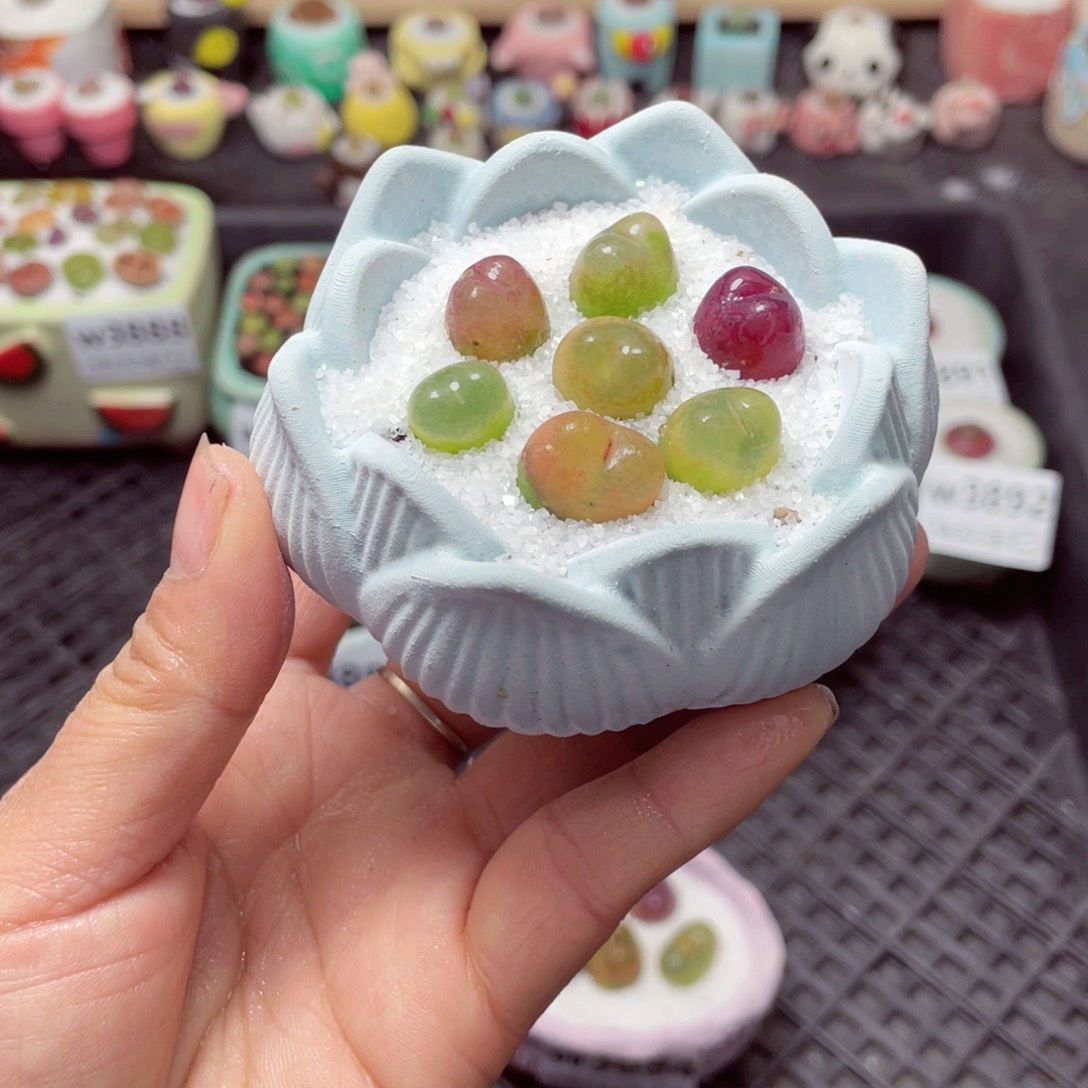 w3895 带盆土发货-零下地区拍保温箱