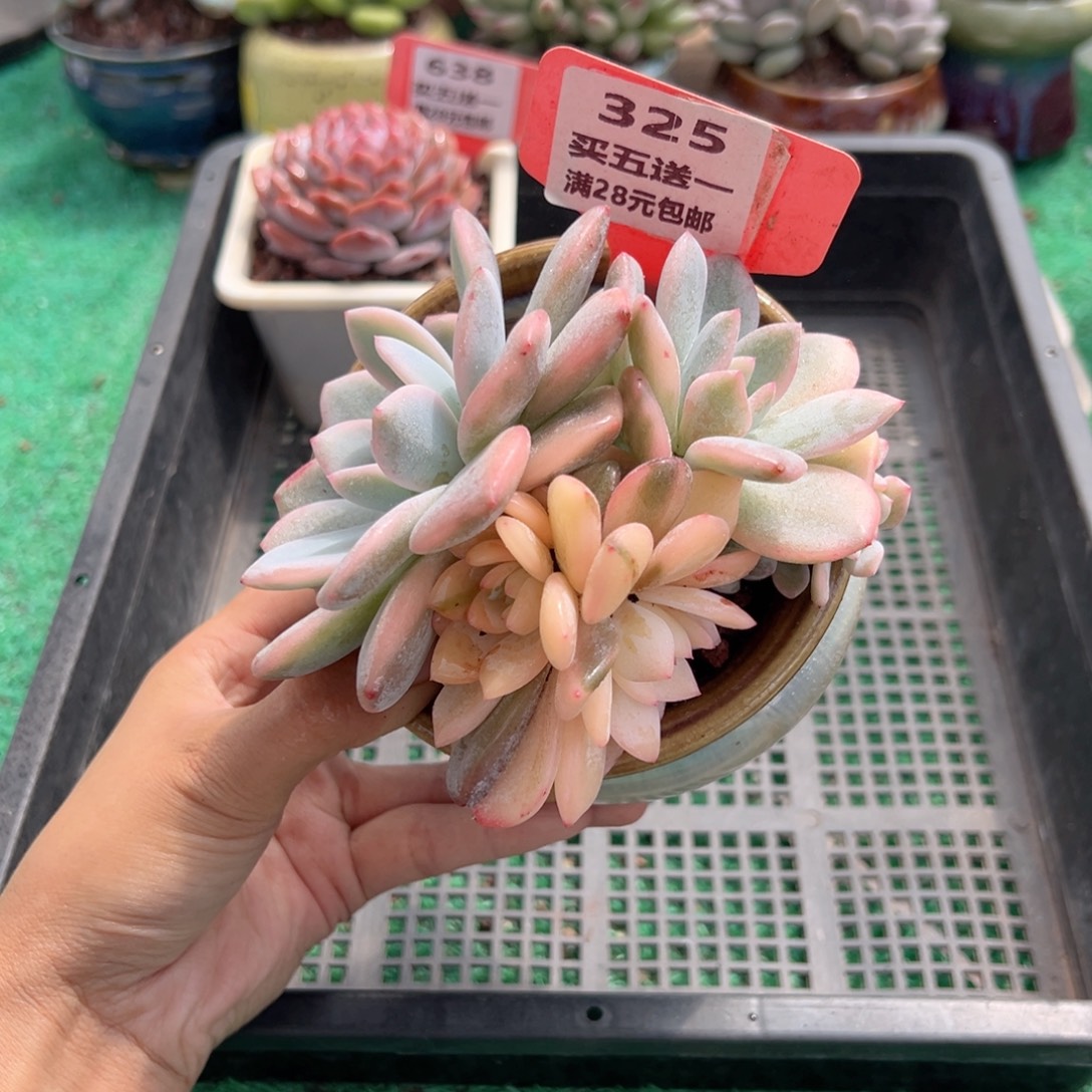 表妹精品多肉植物325.