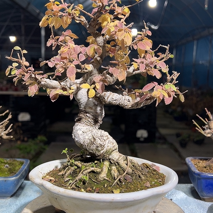 小***月无花朵榆树盆景盆栽