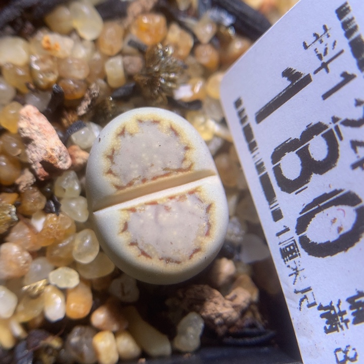 精品生石花124.180