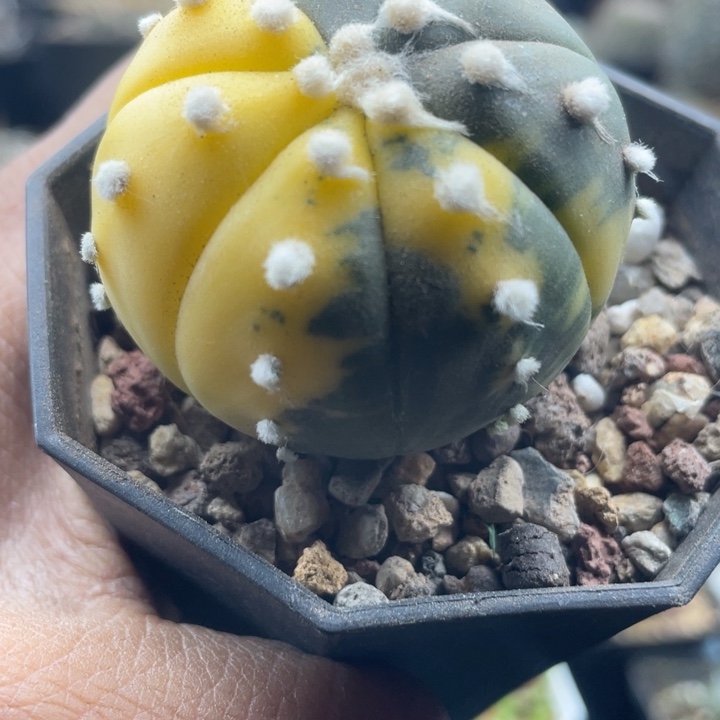 兜锦带盆发货一颗包邮