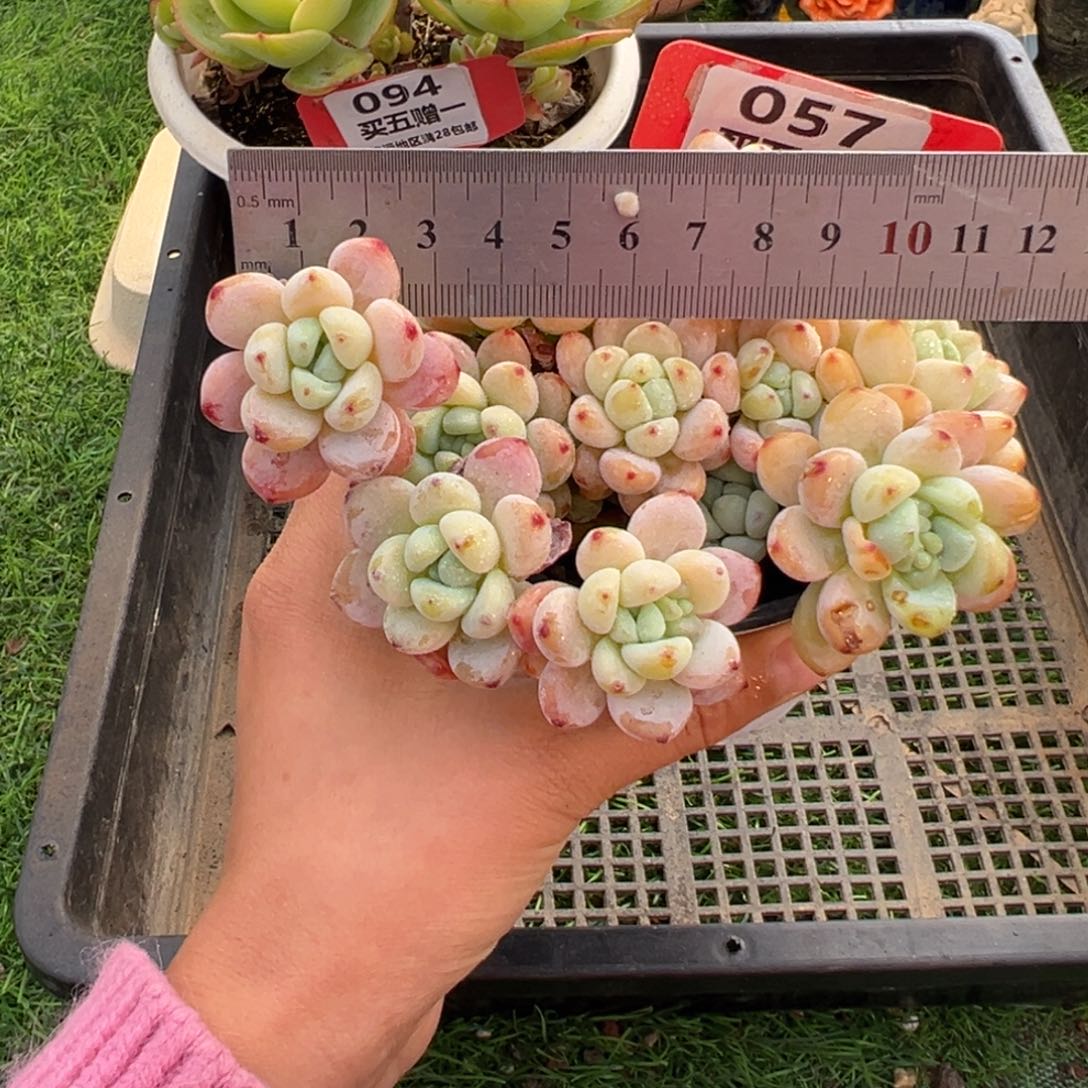 表妹精品多肉057.