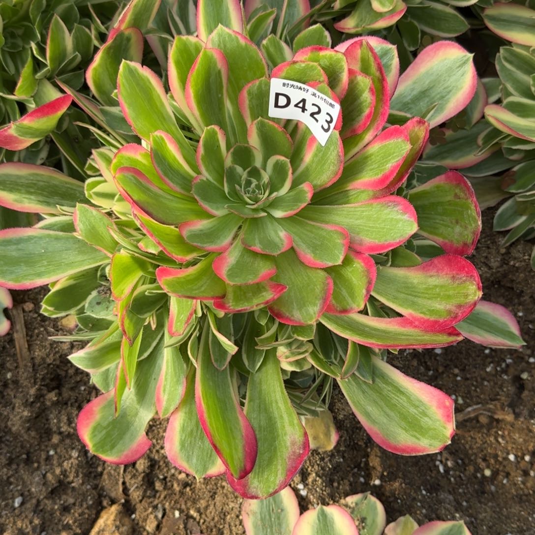 423妖月多肉植物