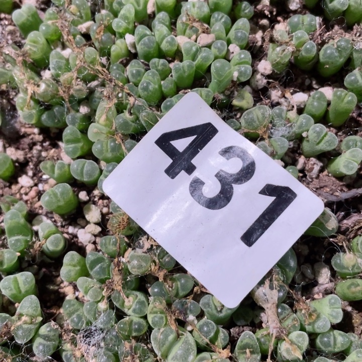 431冰风铃19颗l l