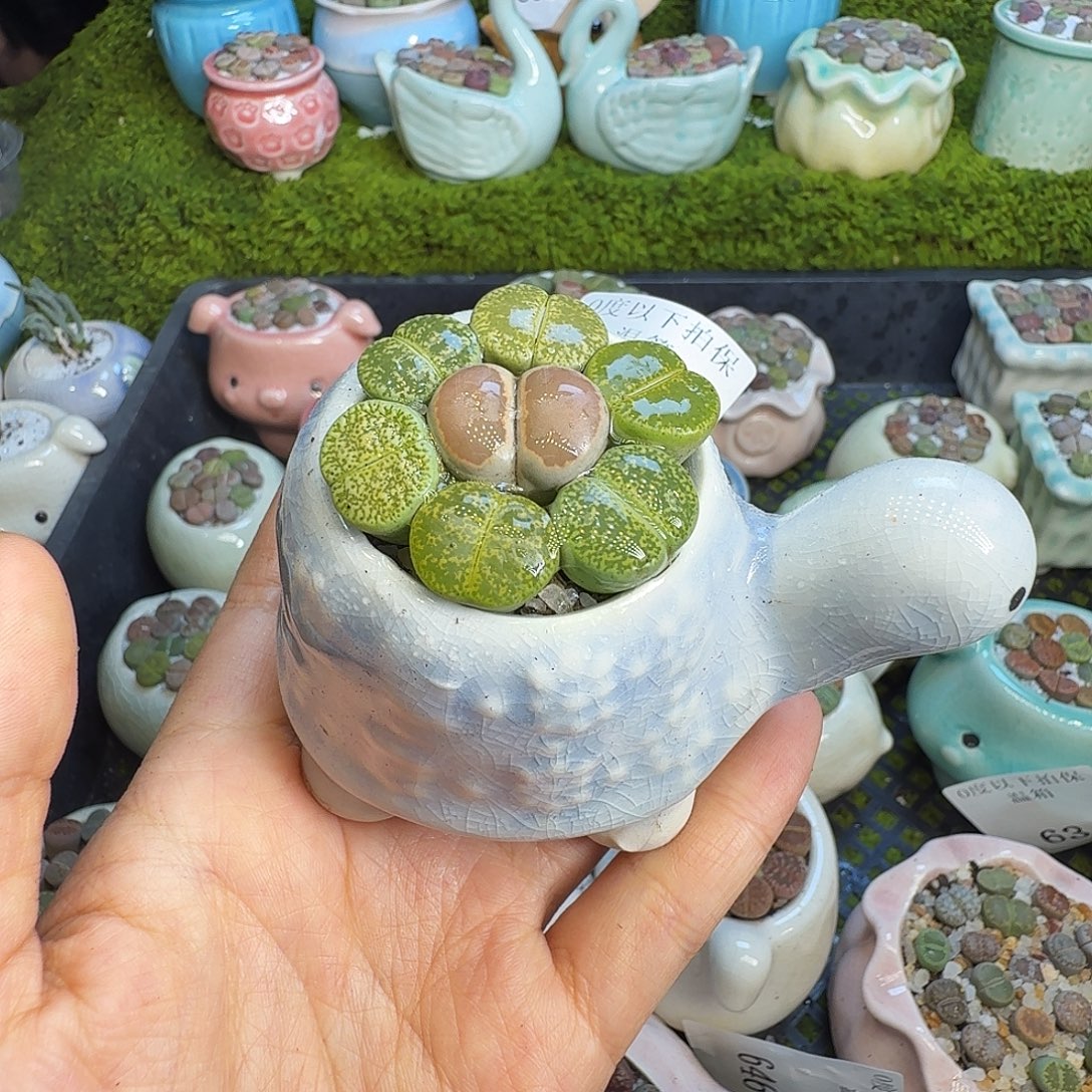 多肉植物福利冲684
