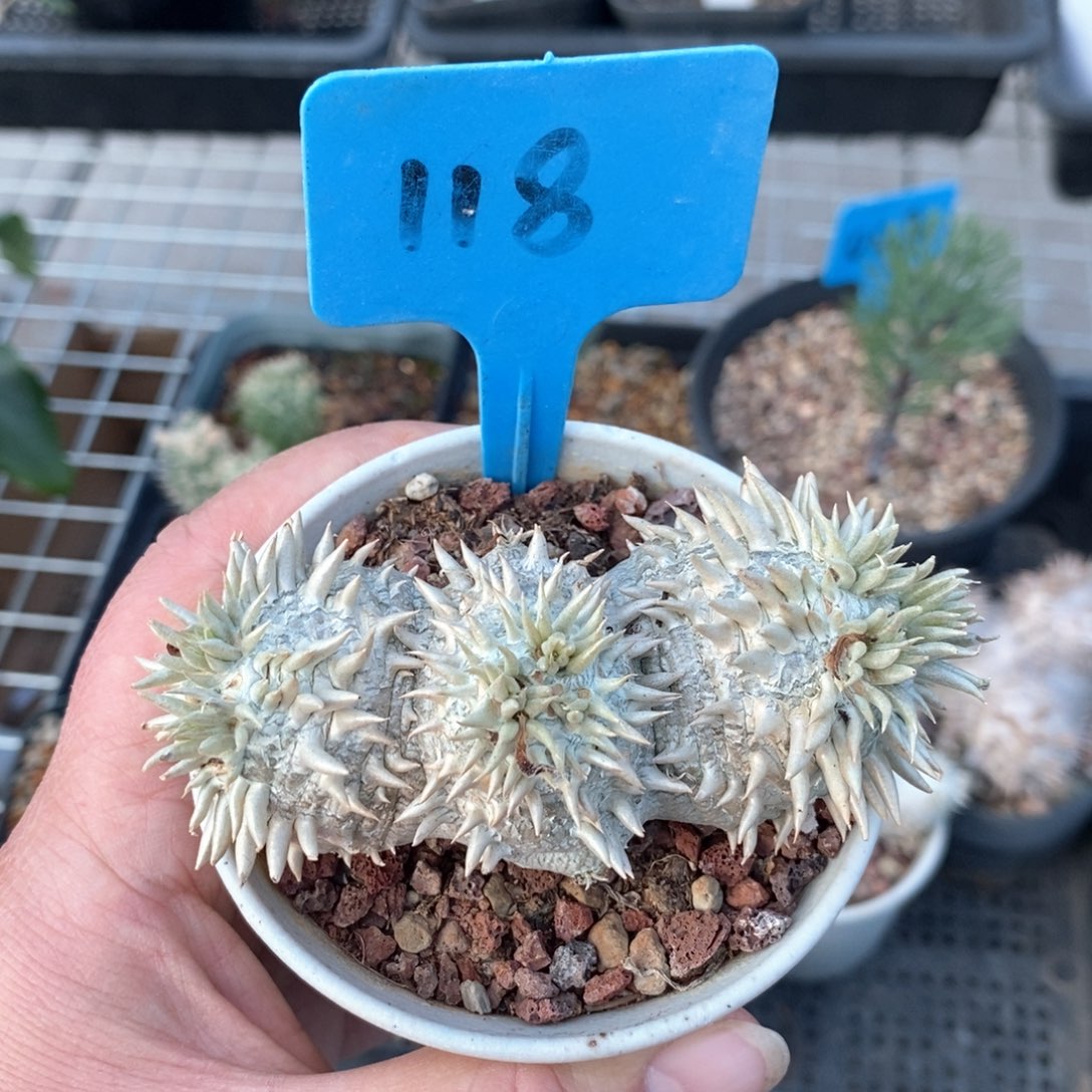 惠比须笑多肉植物