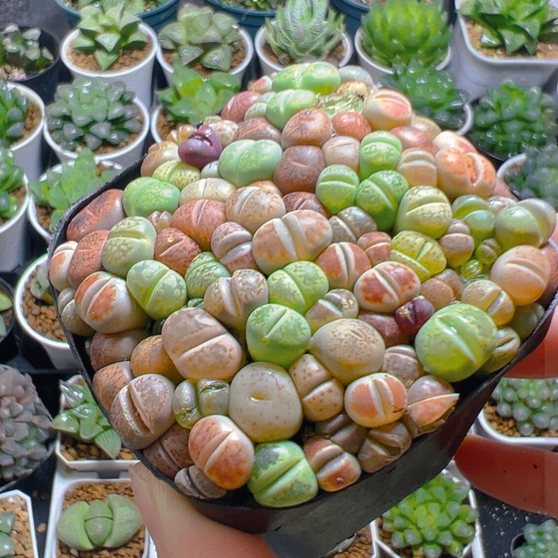 生石花玉露多肉多肉多肉