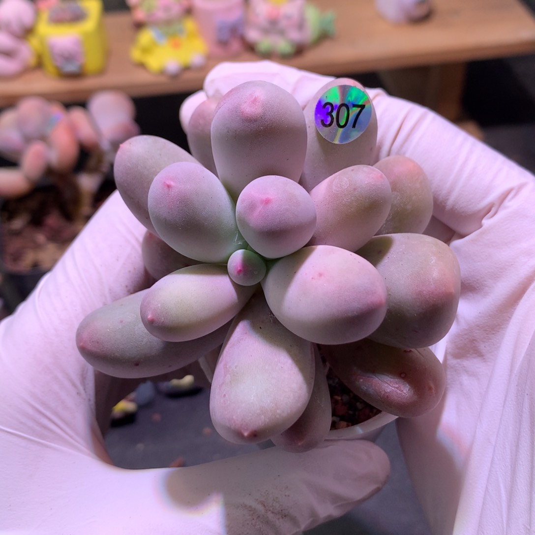 米可米可奶酪307