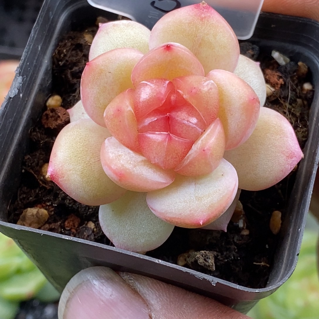 天官赐福百无禁忌