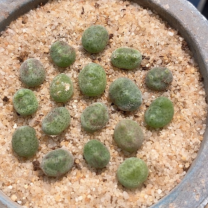 21529绿豆糕一颗           