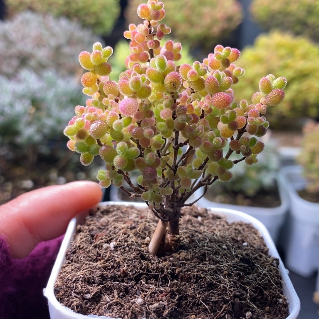 爱****028蜜橘糖球 。       