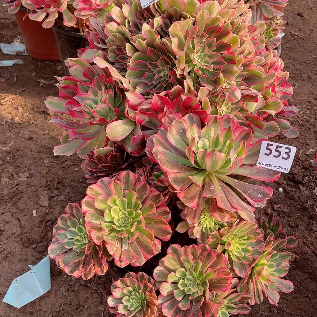 无花朵?****?多肉植物组合553