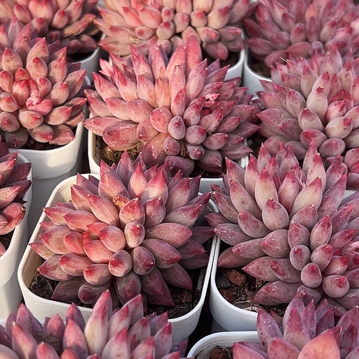     多头。    金鱼姬