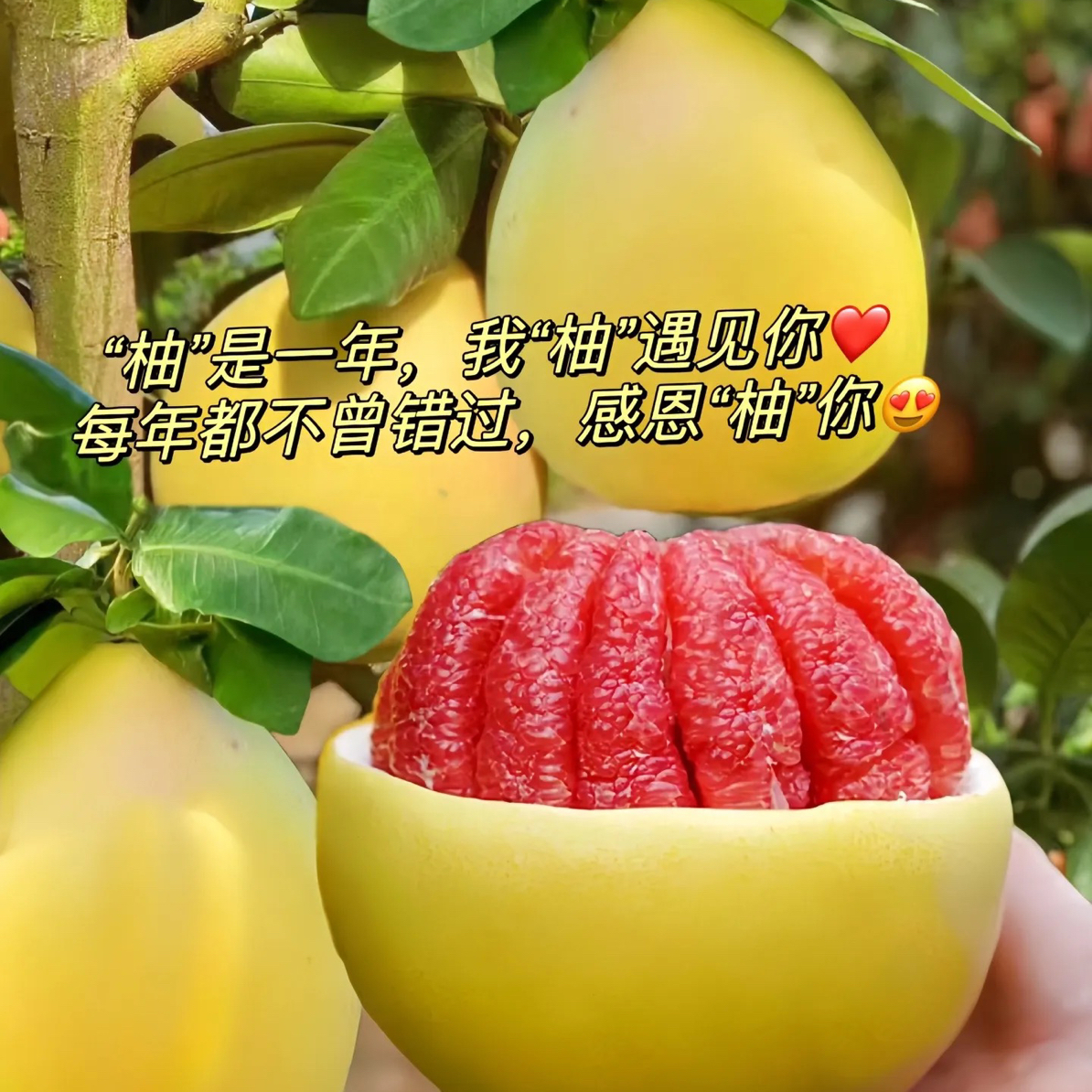 精品红心蜜柚/个 ～纯甜口不酸不苦～推荐1000g