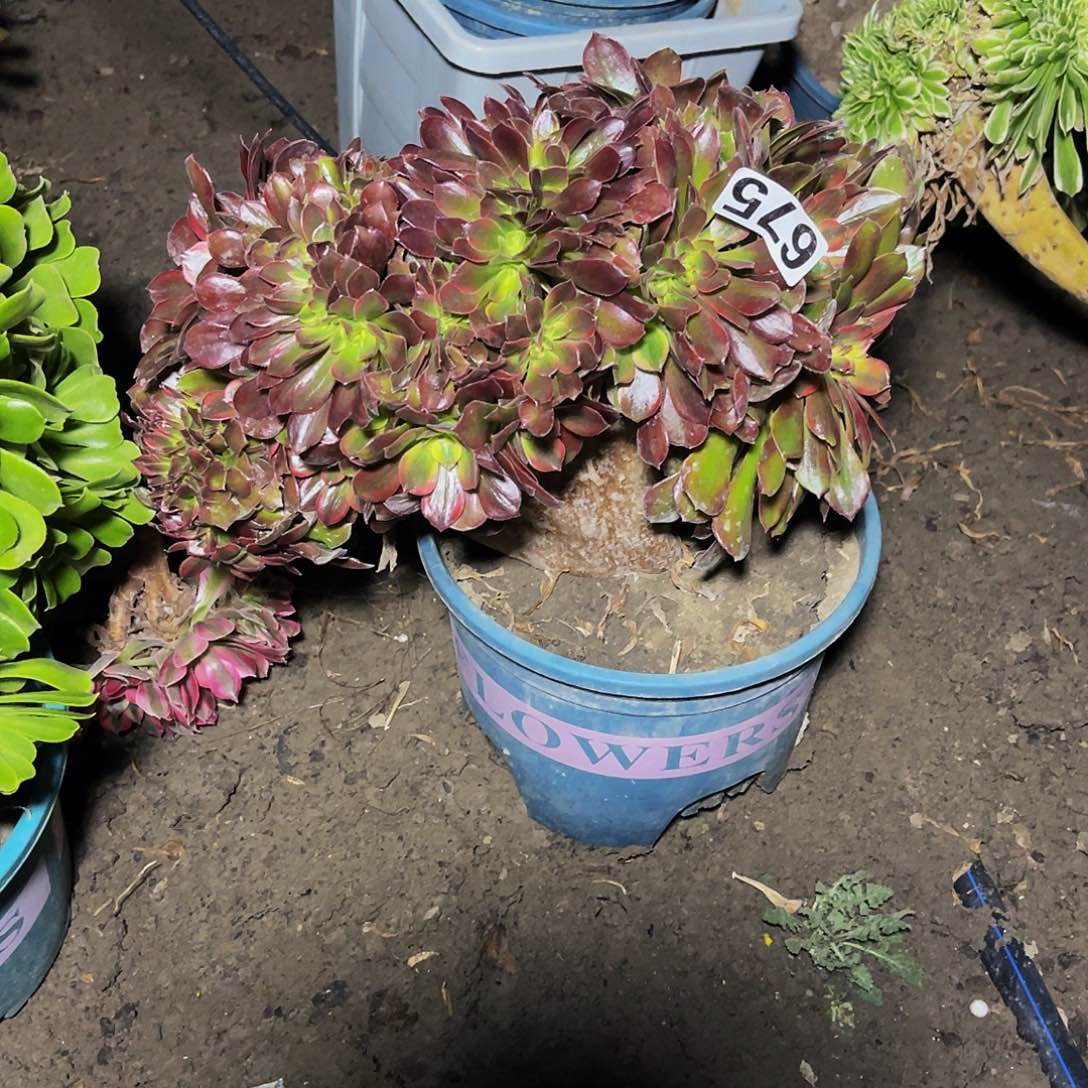 法师法师15/24包邮法师