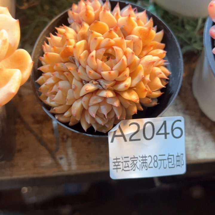 幸运的是我的朋友