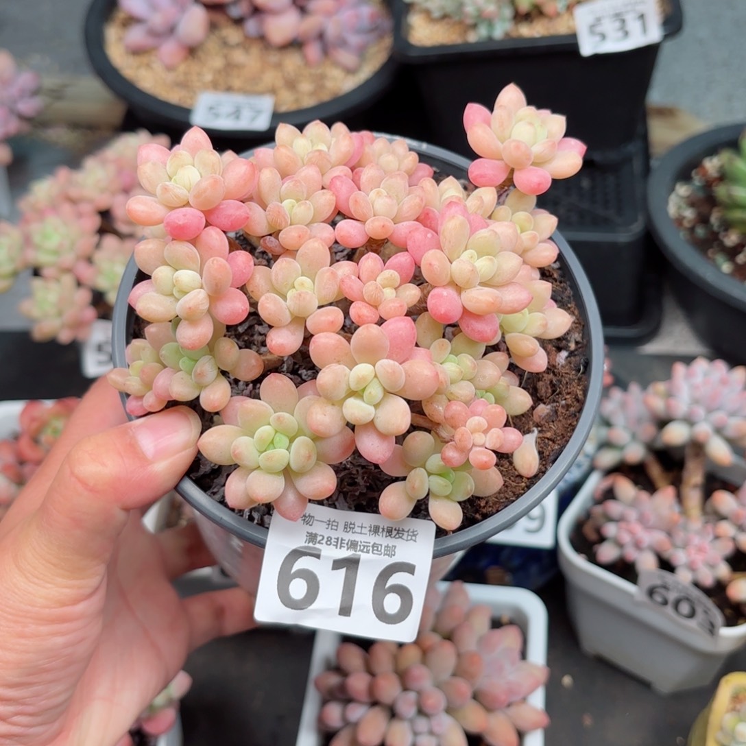 鱼子酱老桩无盆土发货