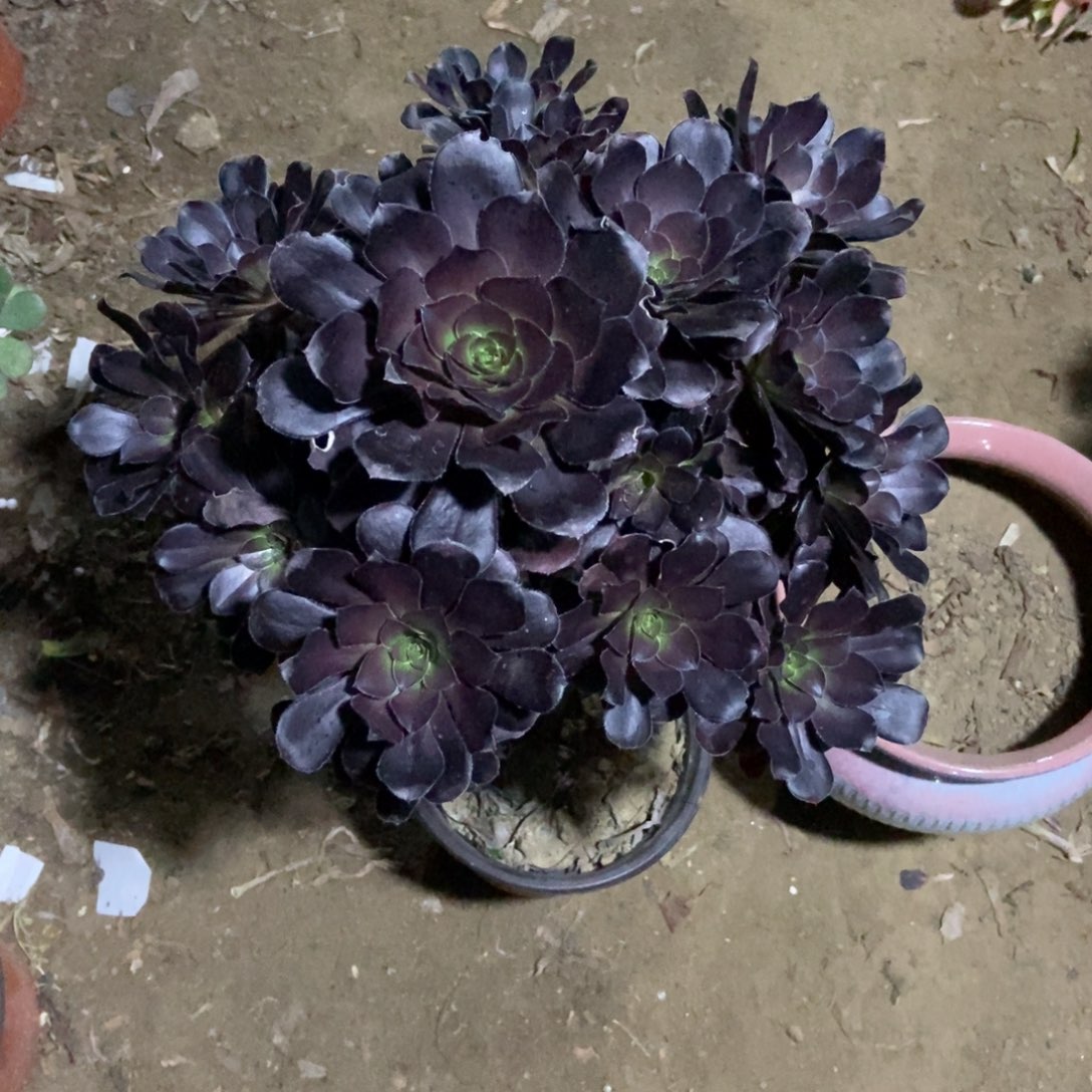 9号链接原液黑法师大捧花