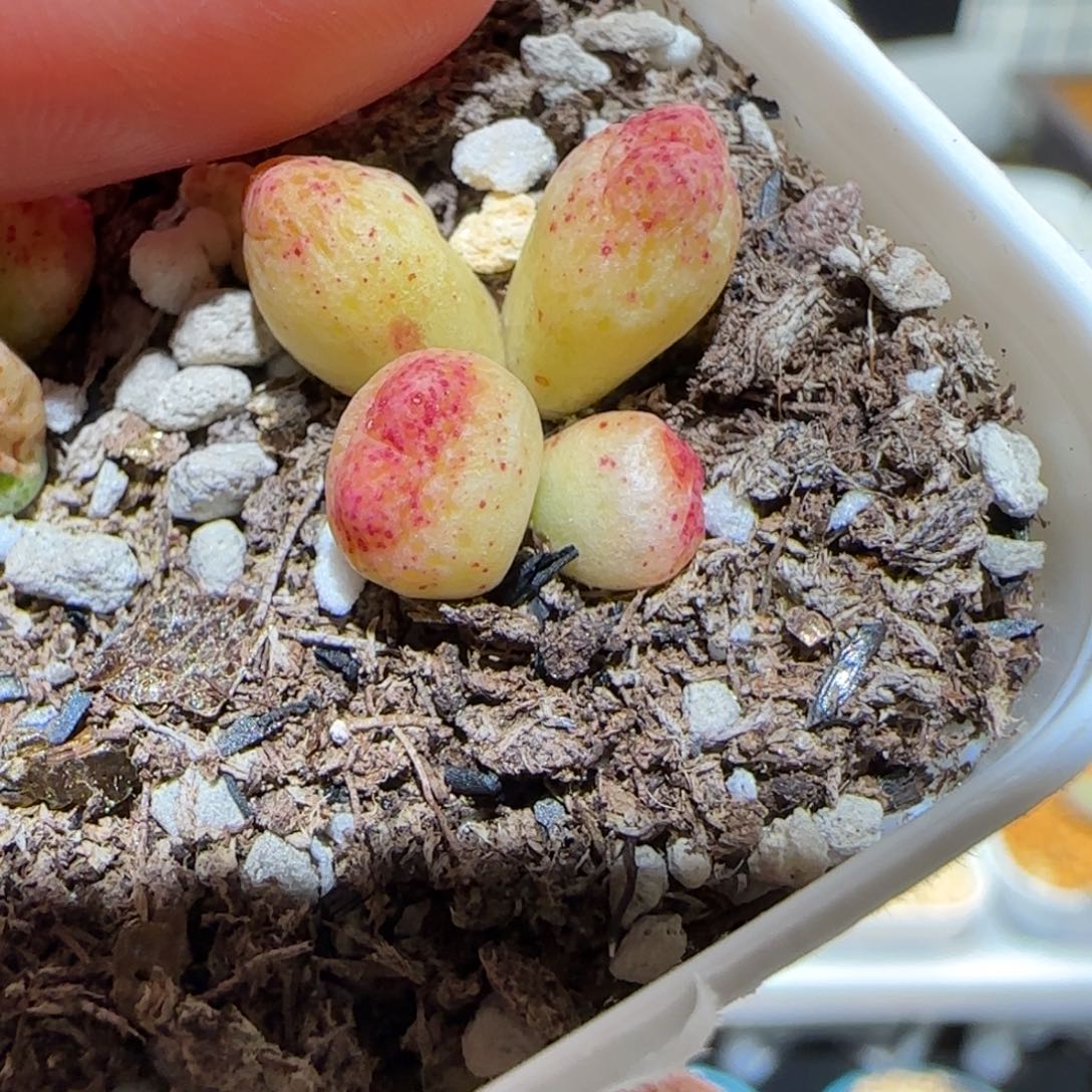 肉锥多肉植物百科-草莓斑马1019