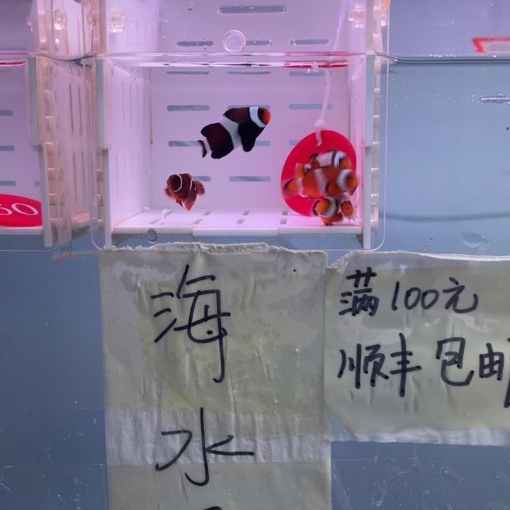 海水鱼精品混搭6条2.5-3
