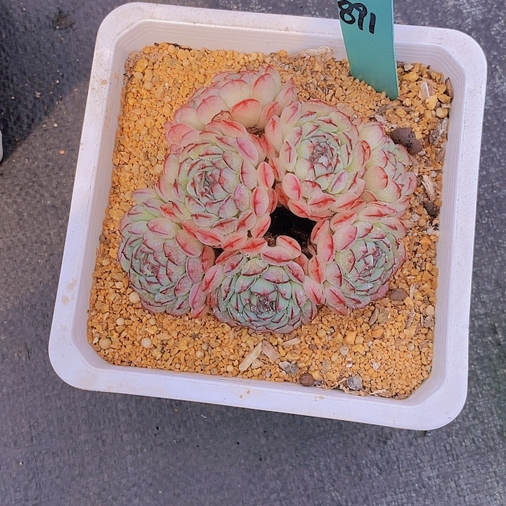 飞*891多肉植物老桩