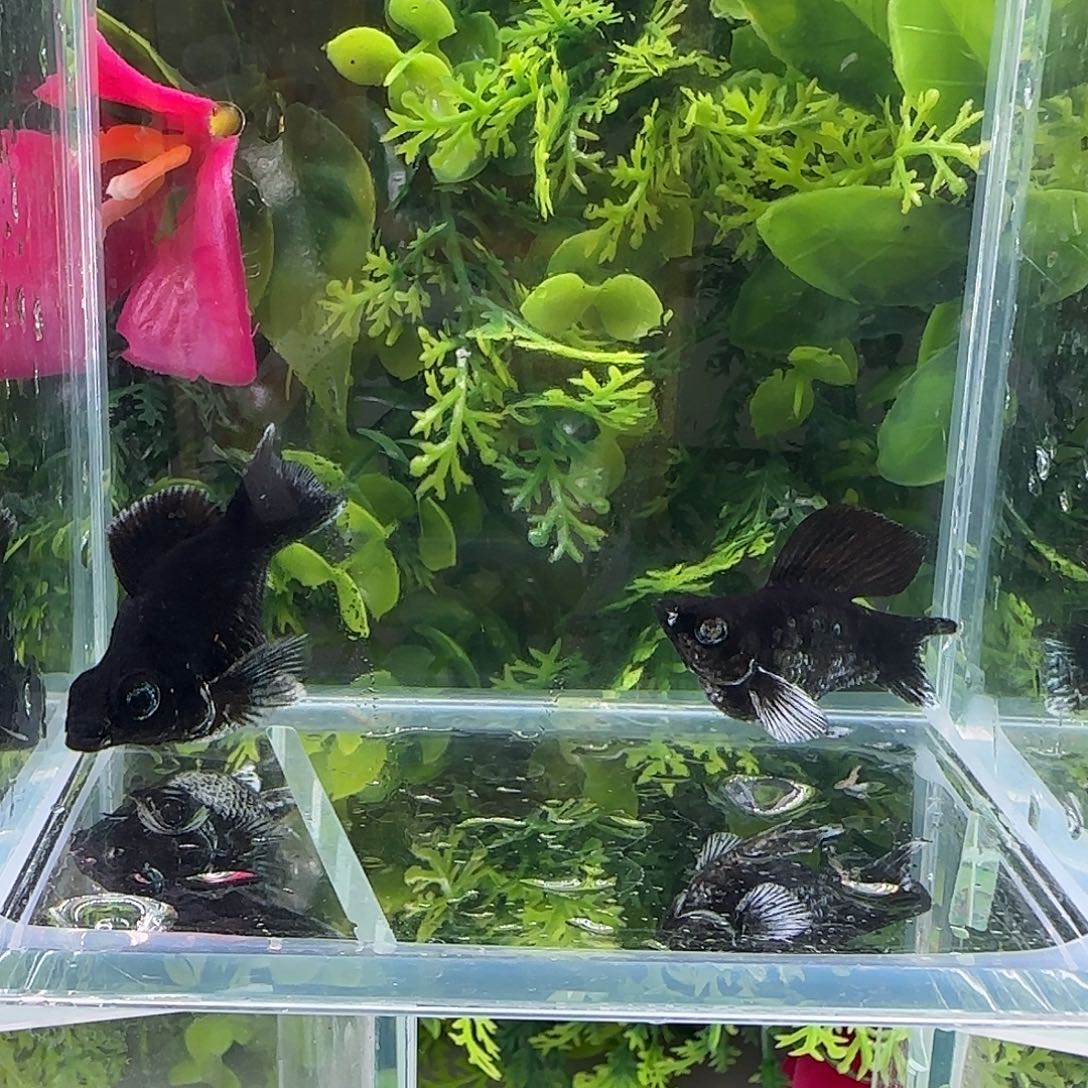 孔雀鱼钻石玛丽电镀一对