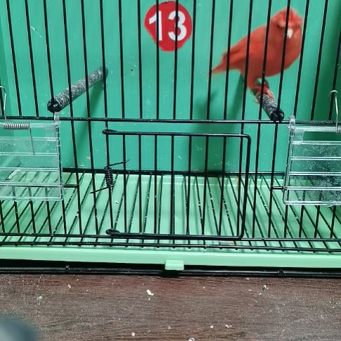 可***证虎皮鹦鹉红袍顶公一只