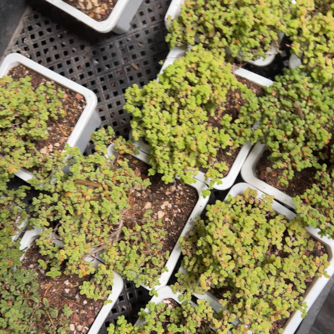 蜜橘糖球10方老桩福利