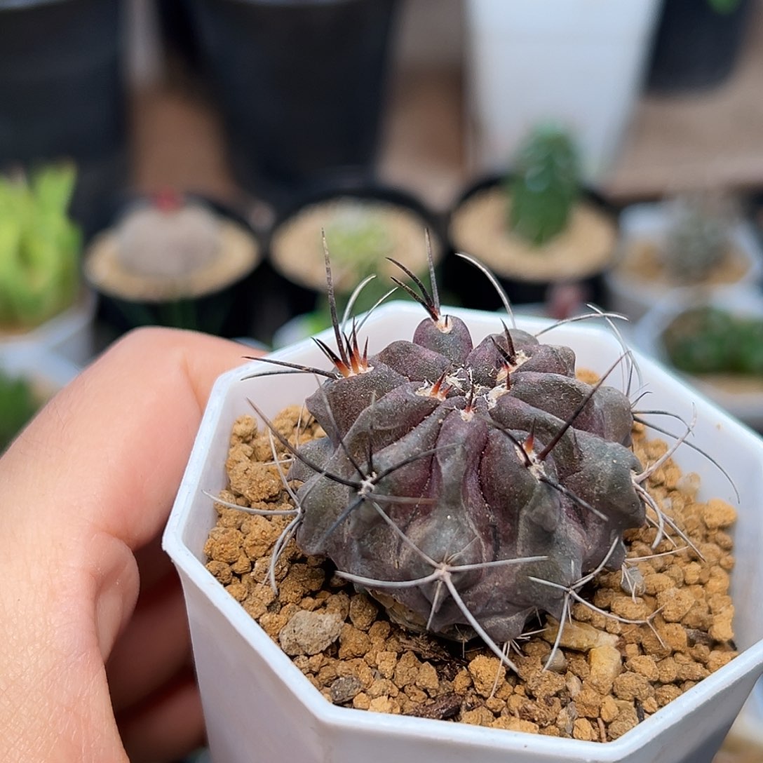 素妆玉一颗一颗一颗一颗