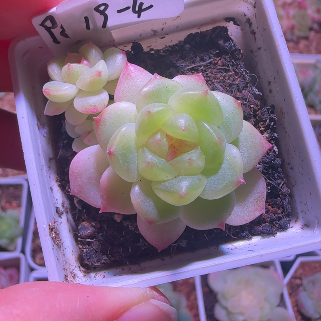 19-4福利甜心p89三头