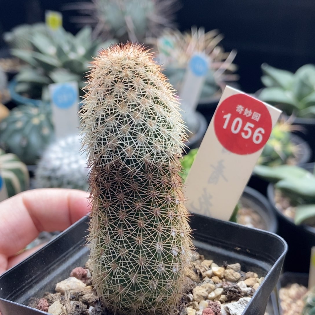 实生御旗虾一棵仙人球