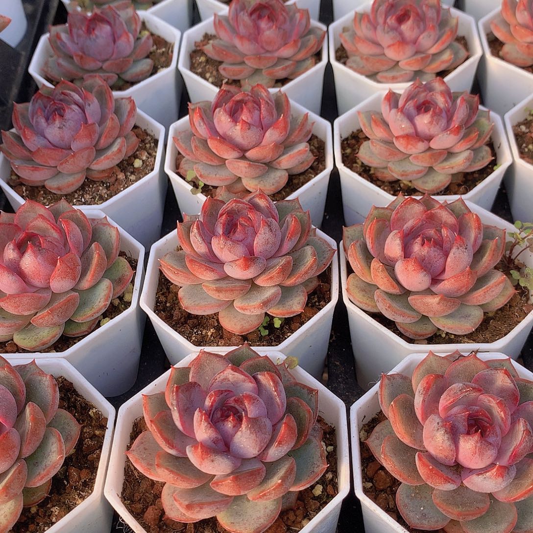 两颗黑橙3567899000000