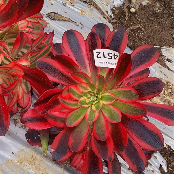 4521蛇毒美杜莎多肉植物