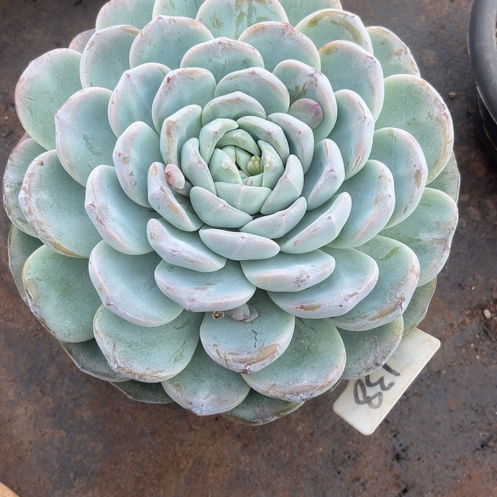 锋***月两单包邮，一物一拍138