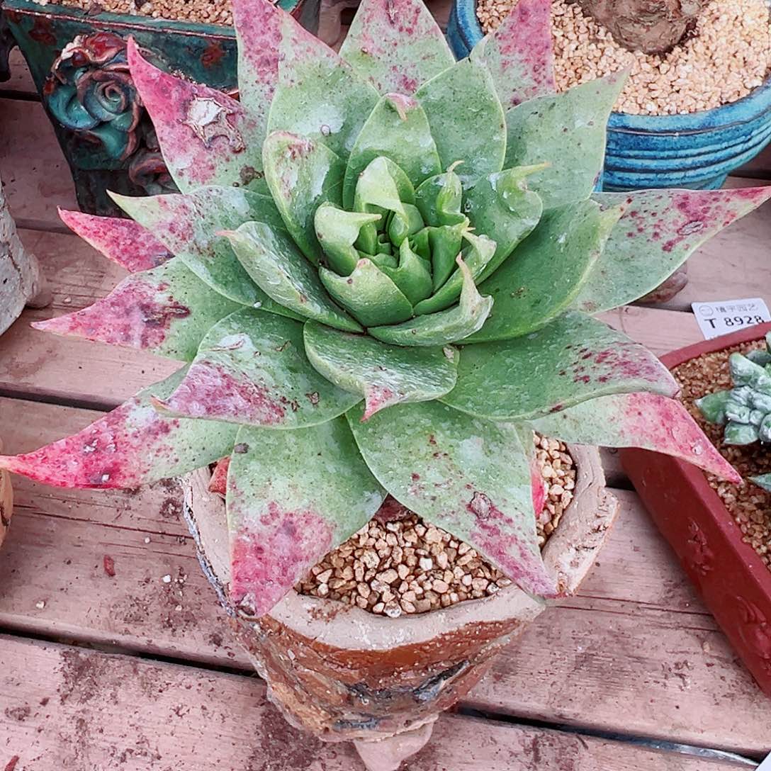 9080坎黛仙女杯皱叶